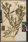 Foto von Salix purpurea L.